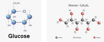 Energy yield of glucose catabolism under aerobic and anaerobic conditions
