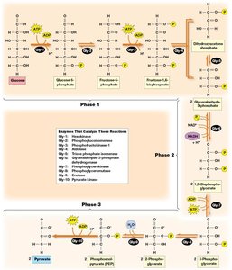 Detailed glycolytic pathway with enzymes and intermediates