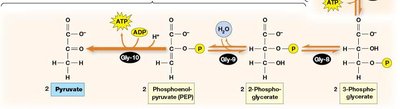 Fate of pyruvate under aerobic and anaerobic conditions