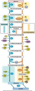 Gluconeogenesis pathway and bypass reactions