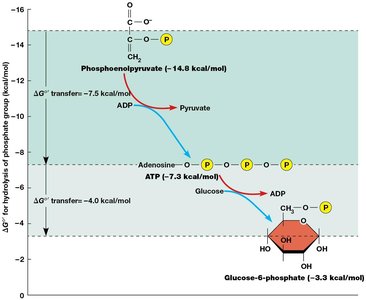 Energy levels of phosphate compounds and ATP/ADP