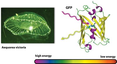 GFP and Aequorea victoria