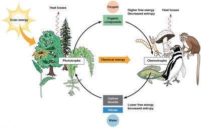 Energy flow between phototrophs and chemotrophs