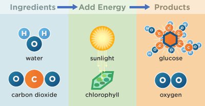 Photosynthesis ingredients and products