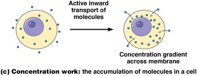 Concentration work: accumulation of molecules in a cell