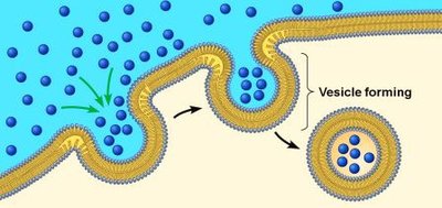 Vesicle forming during transport