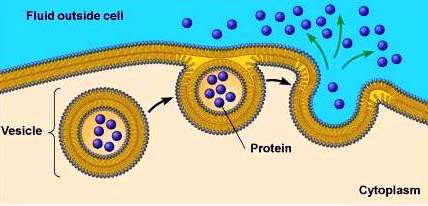 Vesicle-mediated transport