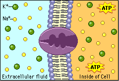 Na+/K+ pump and ATP