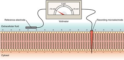 Measuring membrane potential