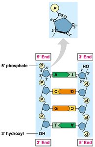 5' and 3' ends of DNA