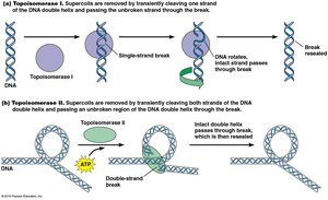 Topoisomerase action on DNA