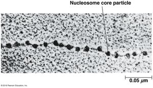 Nucleosome core particle electron micrograph