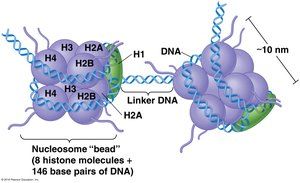 Nucleosome structure with histones and DNA