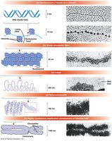 Levels of chromatin packaging