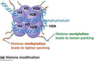 Histone modification: methylation and acetylation
