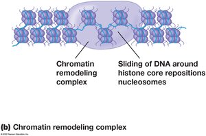 Chromatin remodeling complex