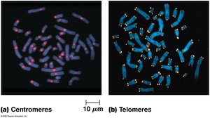 Centromeres and telomeres in chromosomes