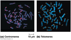 Centromeres and telomeres highlighted in chromosomes