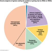 Pie chart of genome composition: repeated and unique DNA