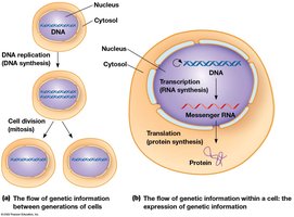 Flow of genetic information in cells
