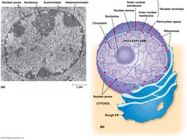 Nucleus structure and nuclear envelope