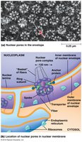 Nuclear pore complex structure