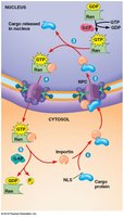 Ran/importin pathway for nuclear import