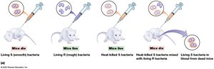 Griffith experiment with mice and bacteria