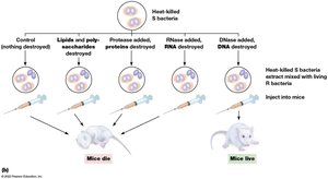 Avery experiment identifying DNA as genetic material