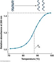 DNA denaturation curve