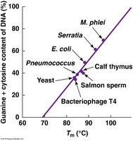Tm vs GC content in DNA
