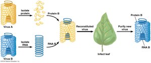 Experiment showing RNA as genetic material in viruses