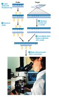 FISH procedure