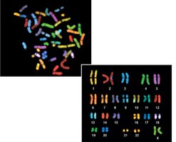 FISH on metaphase chromosomes