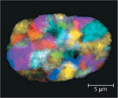 FISH on interphase nucleus