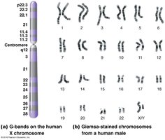 G-banding and karyotype of human chromosomes