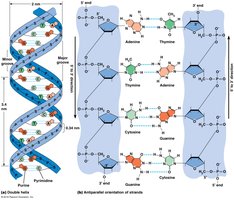 DNA double helix and base pairing