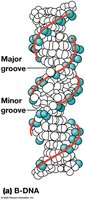 B-DNA structure