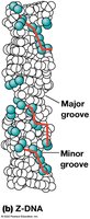 Z-DNA structure