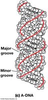 A-DNA structure