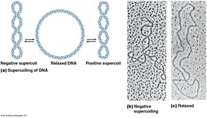 Supercoiling of DNA