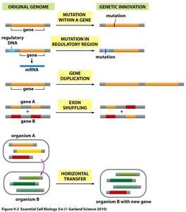 Diagram of types of genetic change including mutation, gene duplication, exon shuffling, and horizontal transfer
