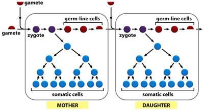 Diagram showing the distinction between germ-line and somatic cells in mother and daughter organisms