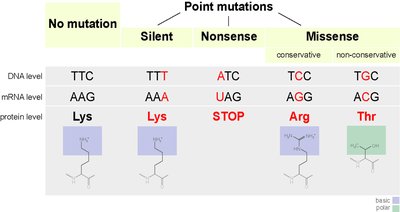 Table showing types of point mutations and their effects on DNA, mRNA, and protein sequence