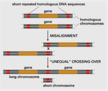 Diagram of gene duplication by unequal crossing-over