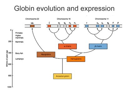 Diagram of globin gene family evolution and expression