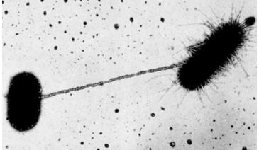 Electron micrograph of bacterial conjugation, a form of horizontal gene transfer
