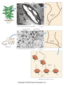 Starch and glycogen structure