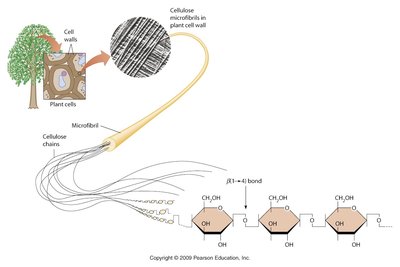 Cellulose structure