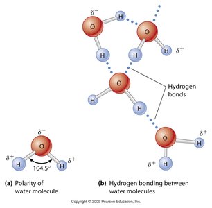 Polarity and hydrogen bonding in water